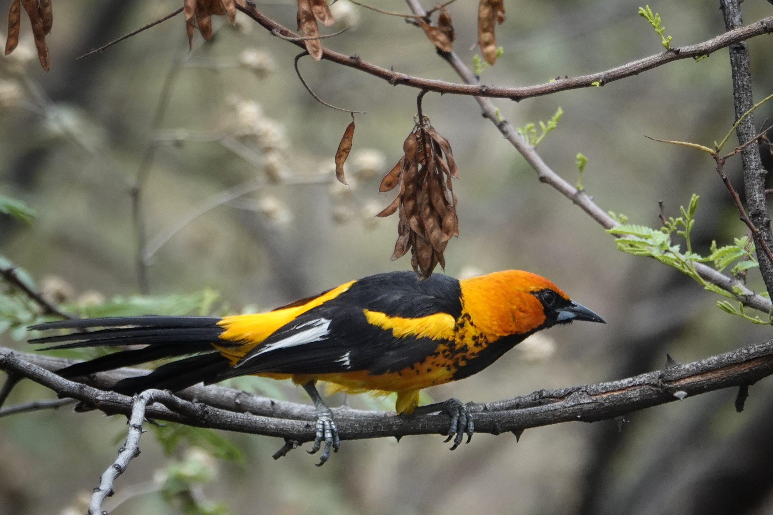 Oiseau jaune et noir au Nicaragua